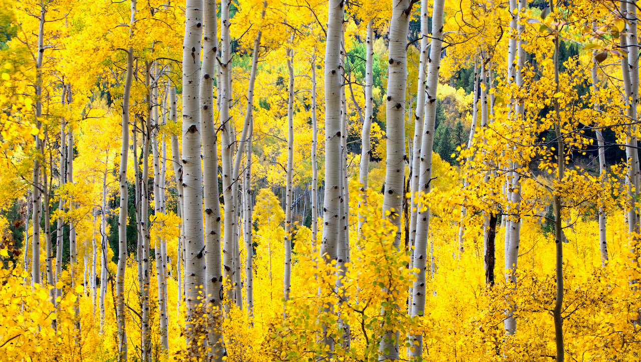 Mountain Photography - Fall Aspen Trees