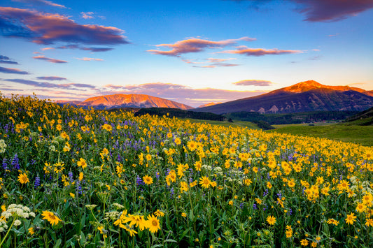 Mountain Photography - Crested Butte Flowers