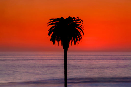 Ocean Photography - Palm Tree